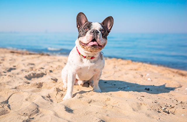 Petfriendly Malaga | Hotspot Malaga fietstours