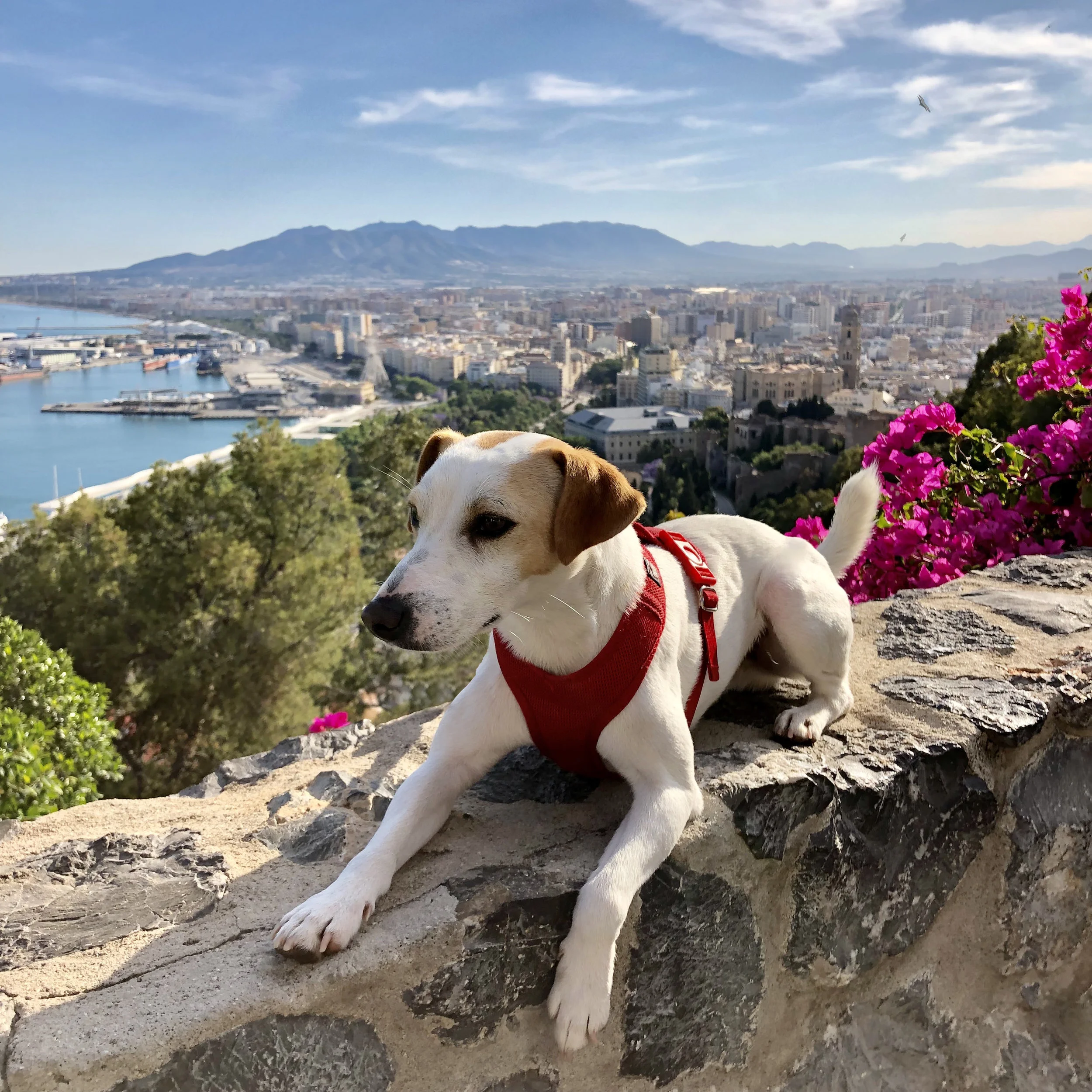 Petfriendly Malaga | Hotspot Malaga fietstours